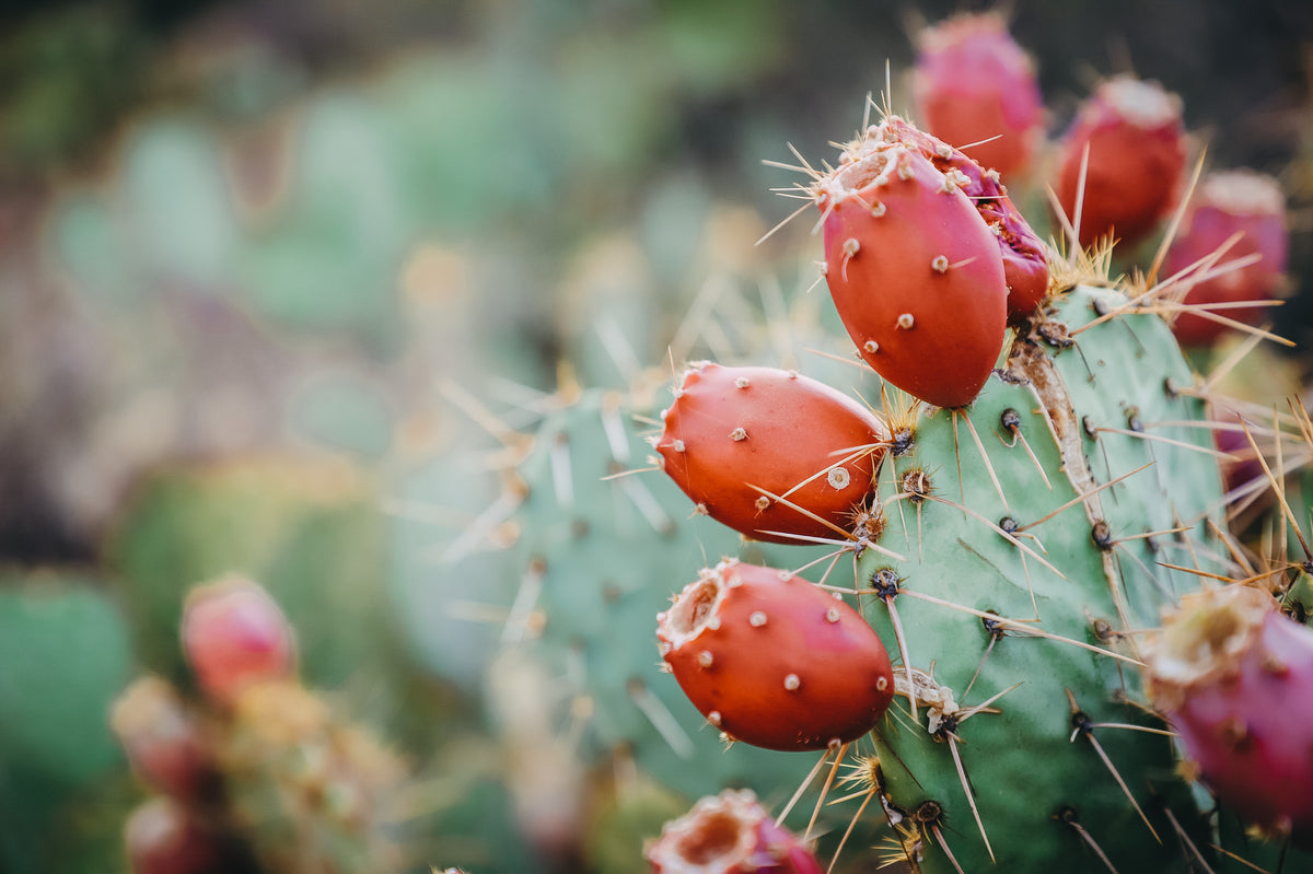 Bienfaits-Aquapuntia-cosmétique