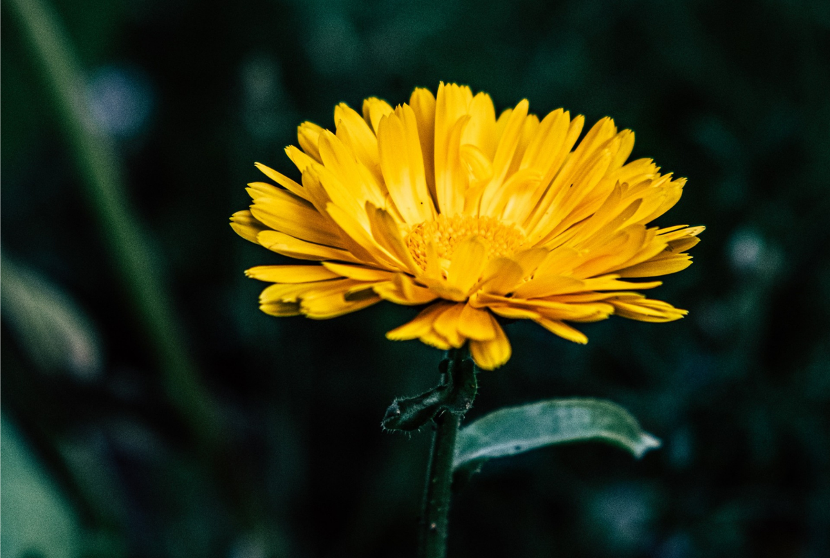 L’Arnica, l’actif apaisant oublié de l’été