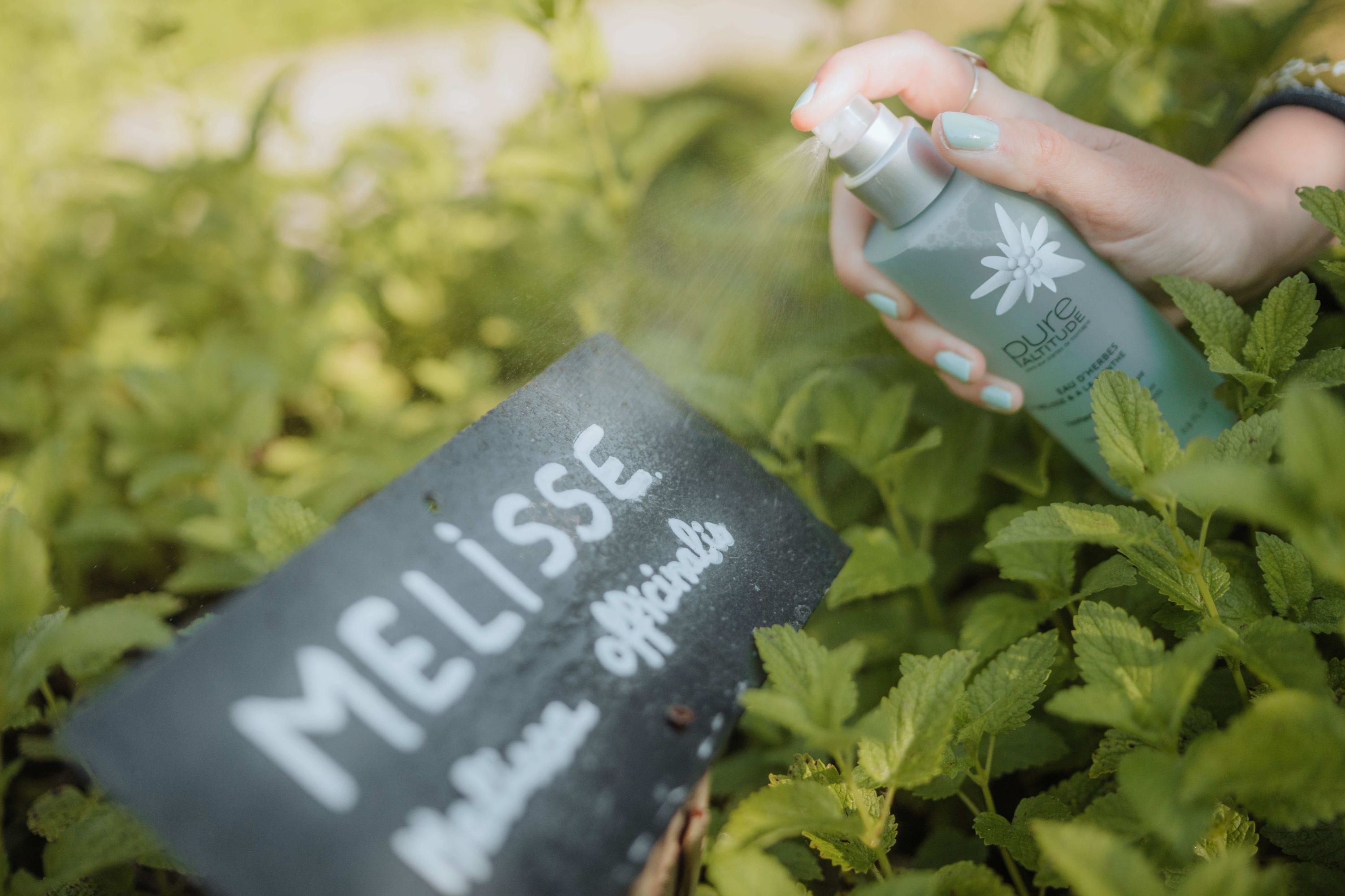 Les plantes adaptogènes en cosmétique : la révolution silencieuse des soins hiver