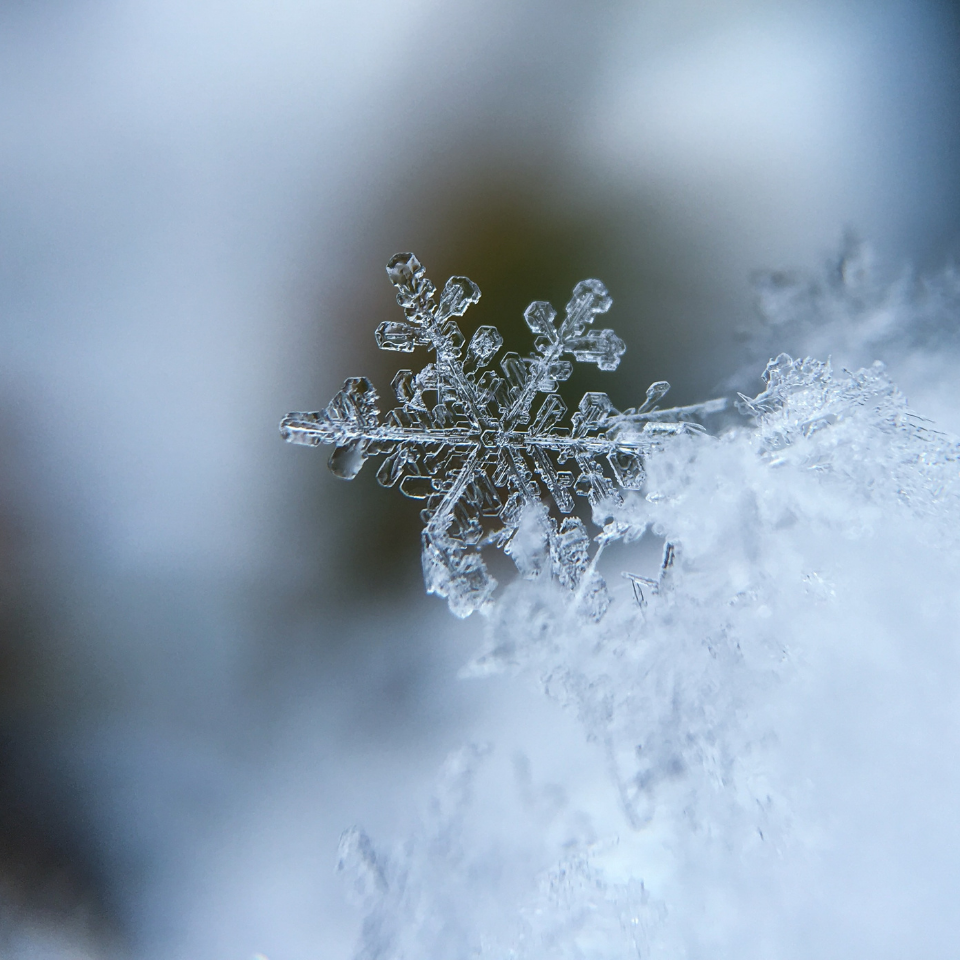 Les actifs issus du froid : pourquoi les plantes d'altitude sont les plus puissantes pour la peau