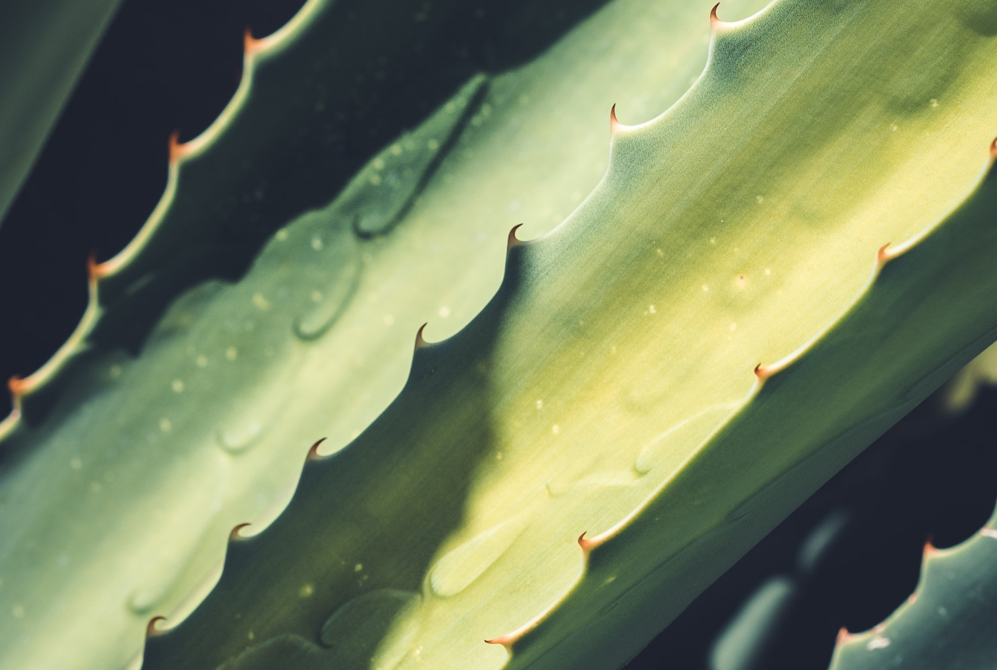 Zoom sur l'Aloe Vera