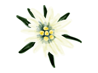 Gagnez des Edelweiss