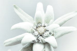L'edelweiss aux propriétés antixoydantes